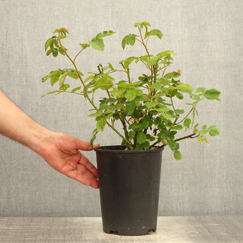 Example of Rosa gallica officinalis Etoile Pourpre Vaso da 4L/5L as you get in printemps