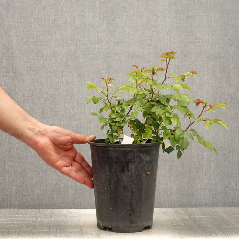 Example of Rosa moscata Finn's Rose Vaso da 4L/5L as you get in printemps