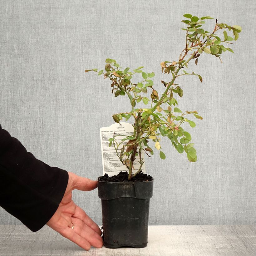 Example of Rosa polyantha Friendly Pink Vaso da Ø 10 cm/11 cm as you get in printemps