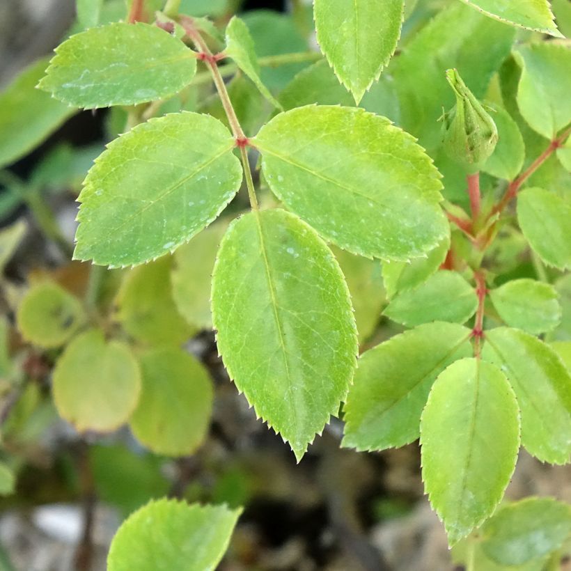 Rosa polyantha Friendly Pink (Foliage)