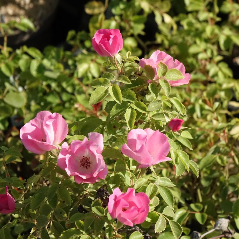 Rosa polyantha Friendly Pink (Flowering)