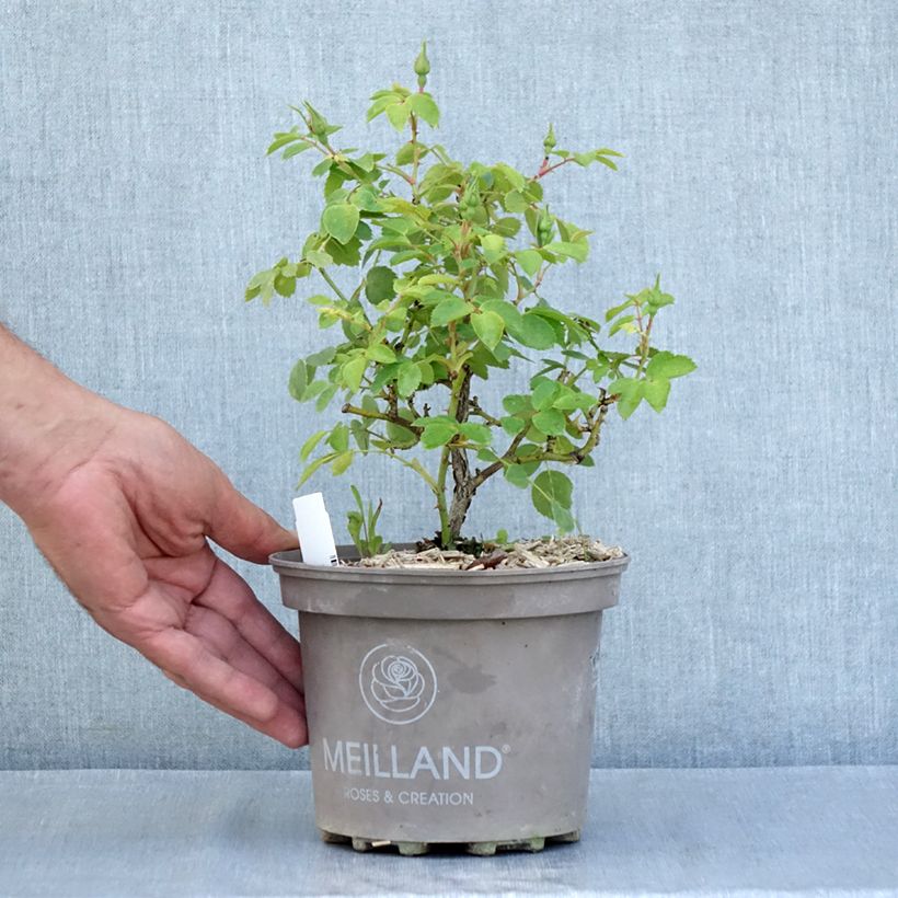 Esemplare di Rosa polyantha Friendly Pink Vaso da 2L/3L consegnato in estate