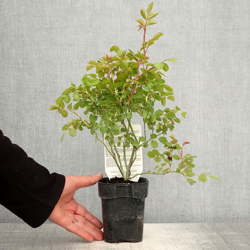 Example of Rosa polyantha Friendly Purple Vaso da Ø 10 cm/11 cm as you get in printemps