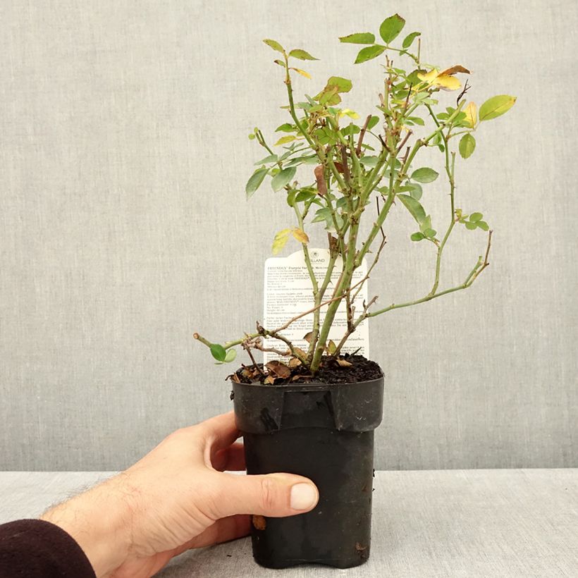 Esemplare di Rosa polyantha Friendly Purple Vaso da Ø 10 cm/11 cm come consegnato in autunno