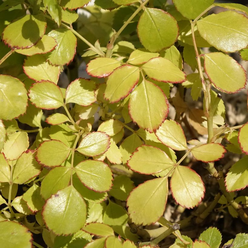 Rosa polyantha Friendly Purple (Foliage)