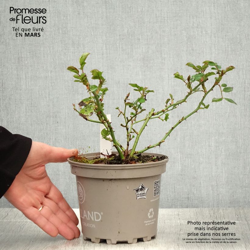 Example of Rosa polyantha Friendly Purple Vaso da 2L/3L as you get in printemps
