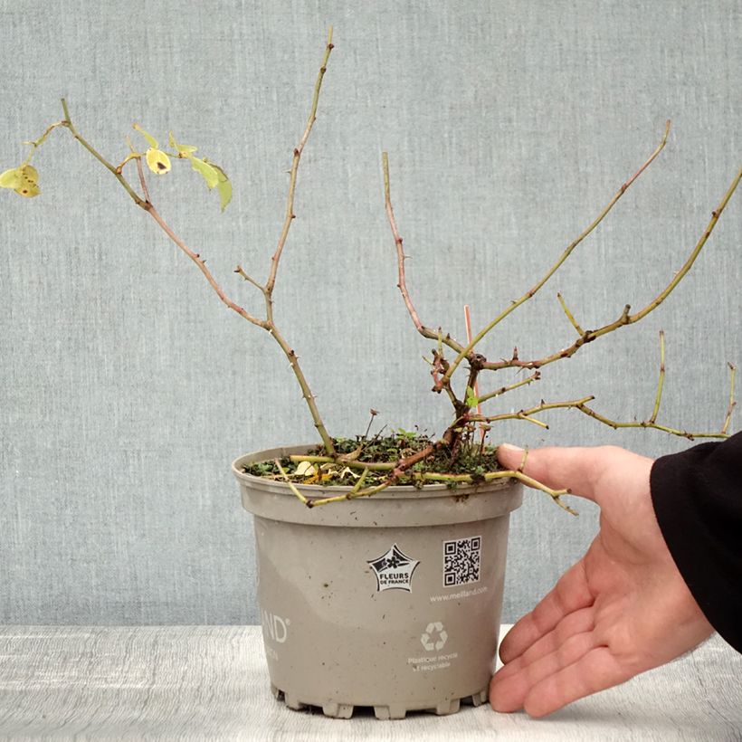 Esemplare di Rosier arbustif Friendly Red Meiariba Pot de 2L/3L come consegnato in autunno