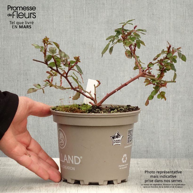 Example of Rosa polyantha Friendly Red Meiariba Vaso da 2L/3L as you get in printemps