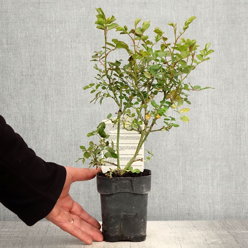 Example of Rosa polyantha Friendly Sweet Vaso da Ø 10 cm/11 cm as you get in printemps