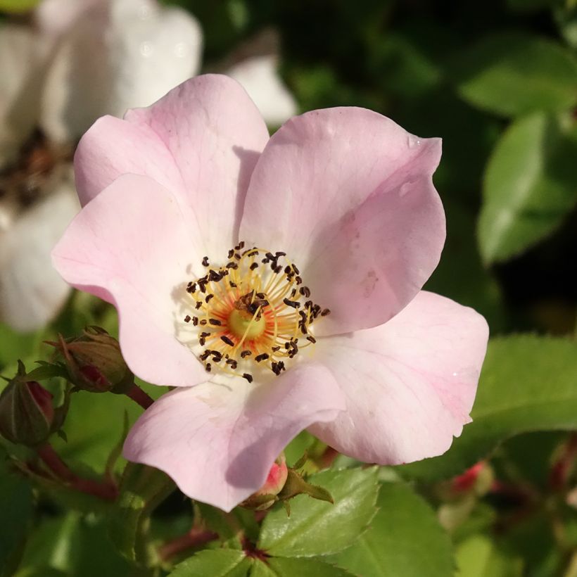 Rosa polyantha Friendly Sweet (Flowering)