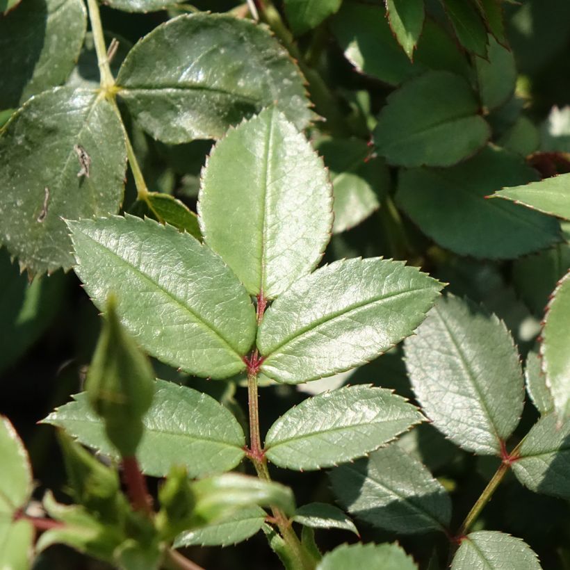 Rosa polyantha Friendly Sweet (Foliage)