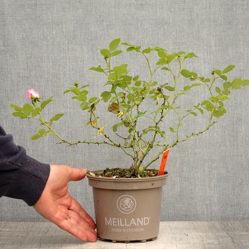 Example of Rosa polyantha Friendly Sweet Vaso da 2L/3L as you get in printemps