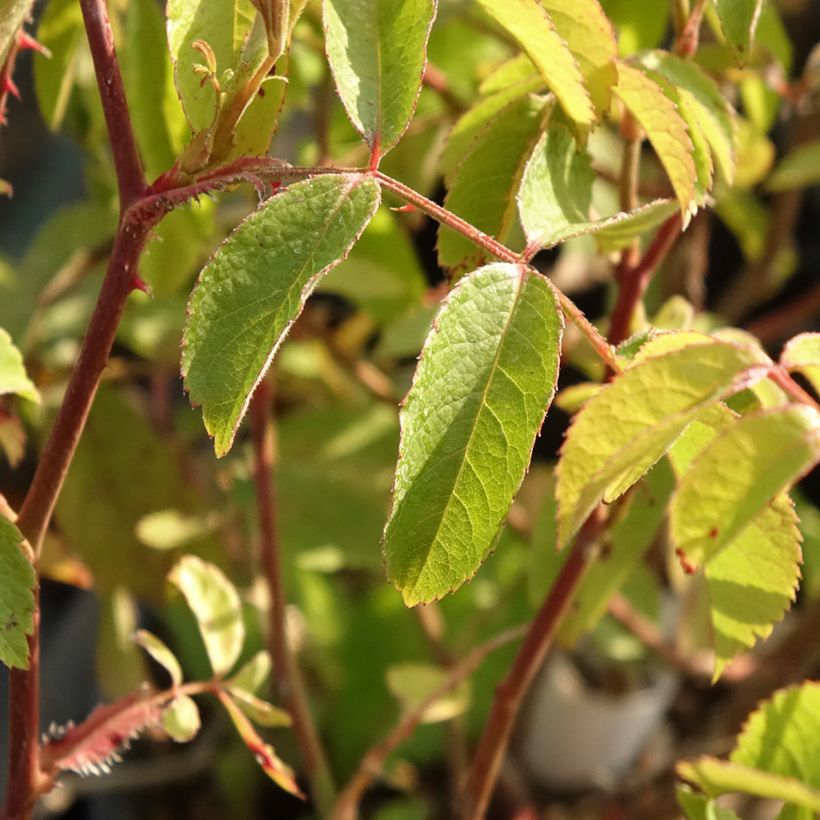 Rosa moscata Frisson Frais LENsadbi (Foliage)