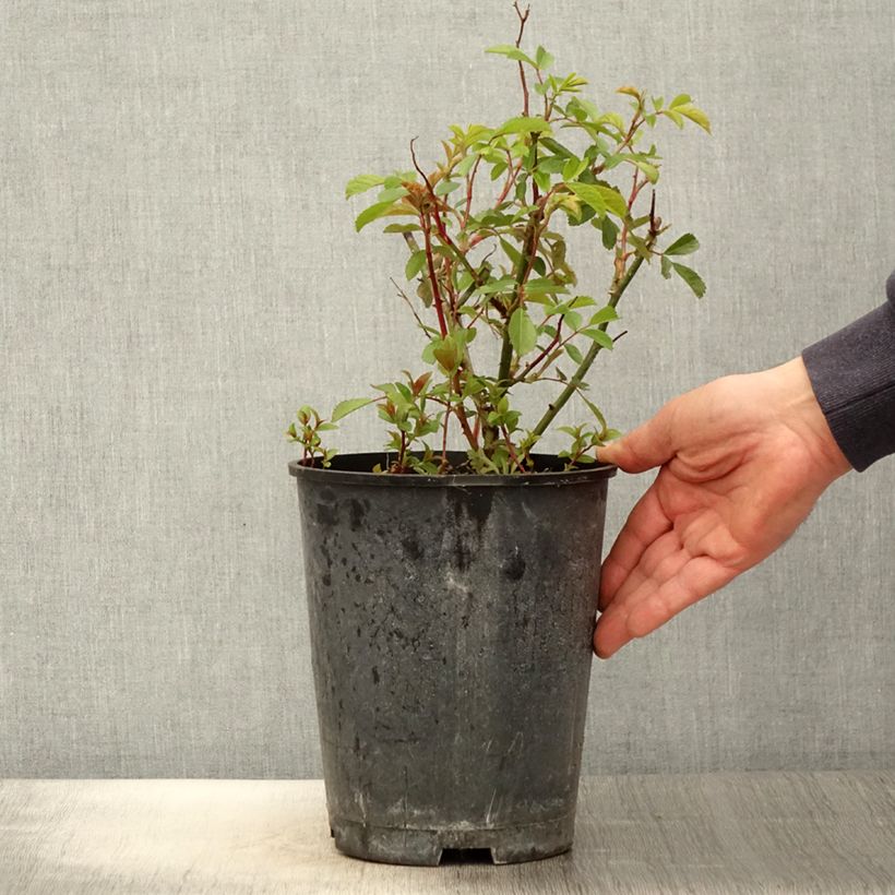 Example of Rosa moscata Frisson Frais LENsadbi Vaso da 4L/5L as you get in printemps