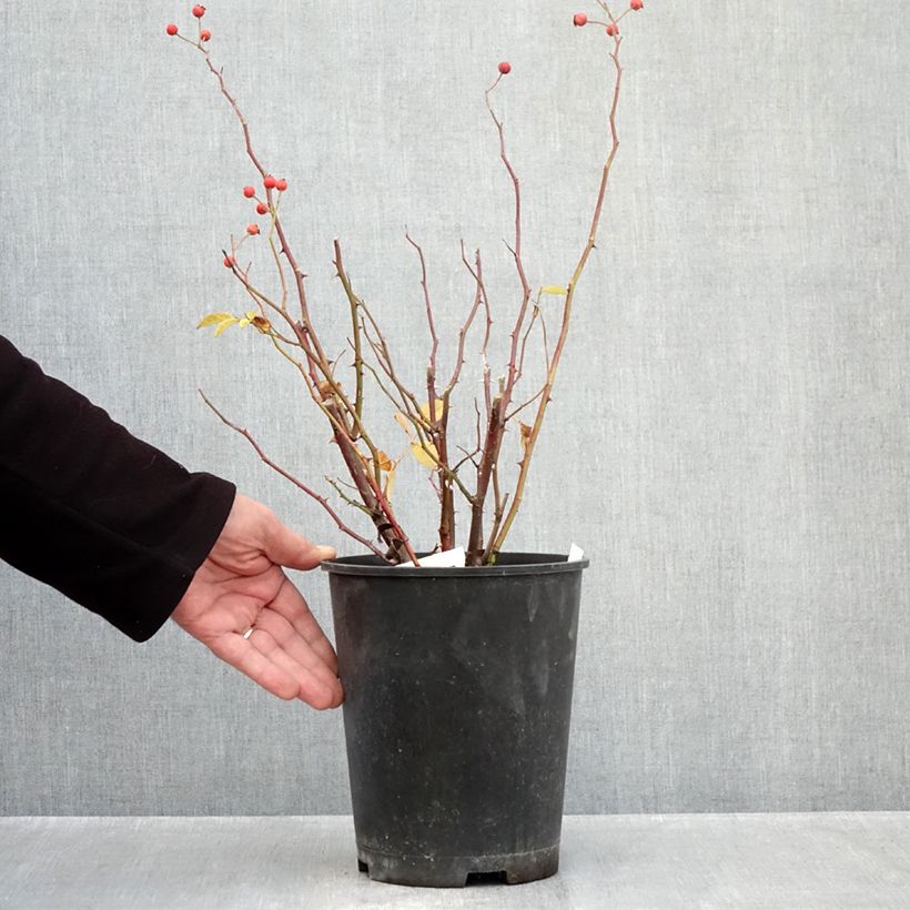 Esemplare di Rosa moscata Gaard um Titzebierg VELverd Vaso da 4L/5L come consegnato in autunno
