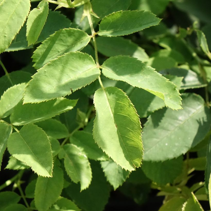 Rosa polyantha Golden Wings (Fogliame)