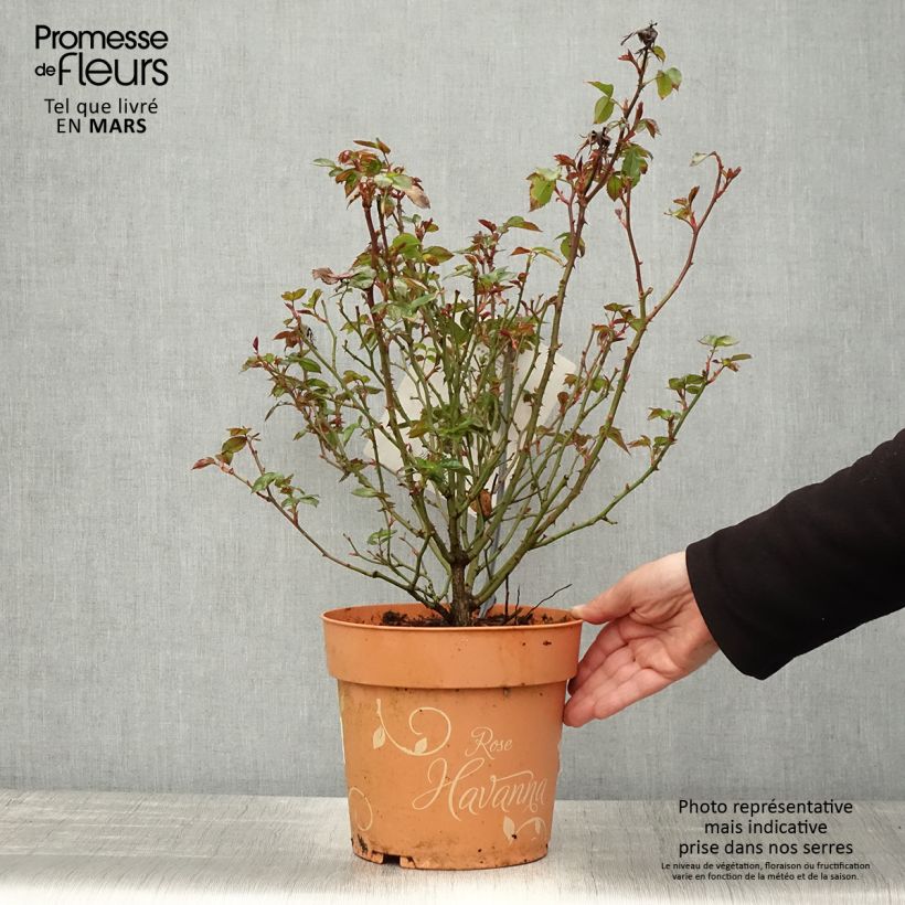 Example of Rosa polyantha Havanna Vaso da 6L/7L as you get in printemps