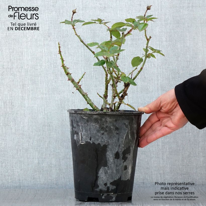 Esemplare di Rosier arbustif Heavenly Pink Pot de 4L/5L come consegnato in autunno