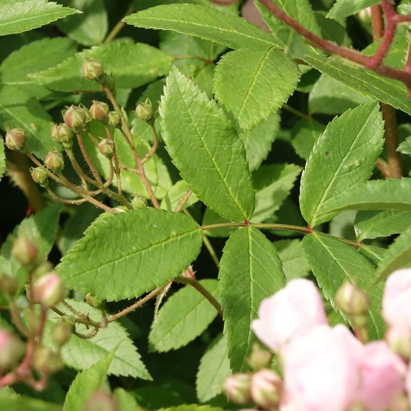 Rosa moscata Heavenly Pink LENnedi (Fogliame)
