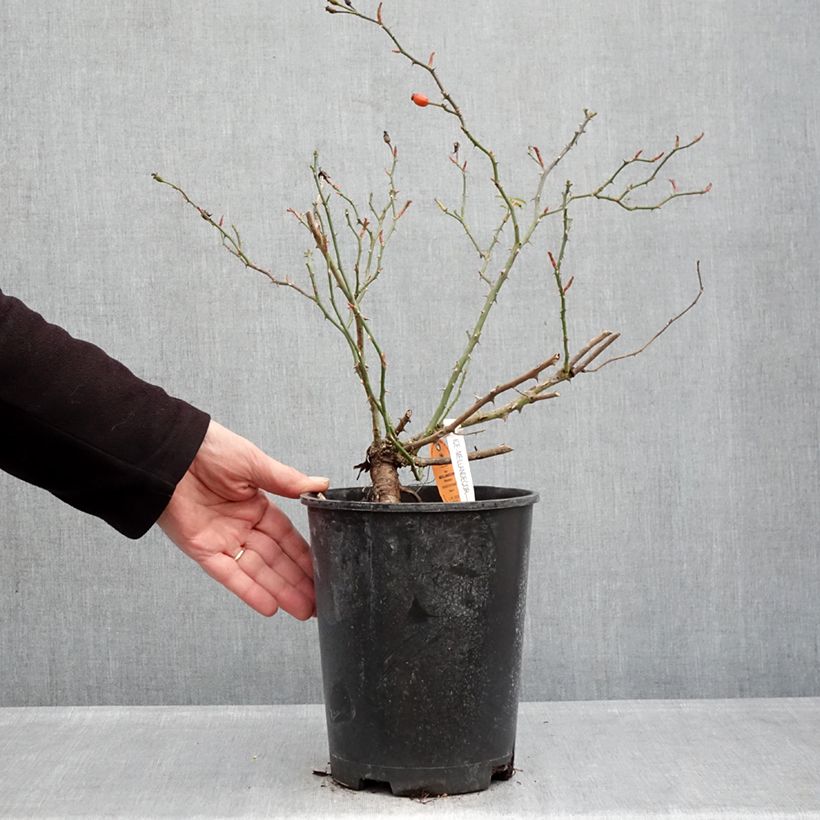 Example of Rosa Ice Meillandecor Vaso da 4L/5L as you get in hiver