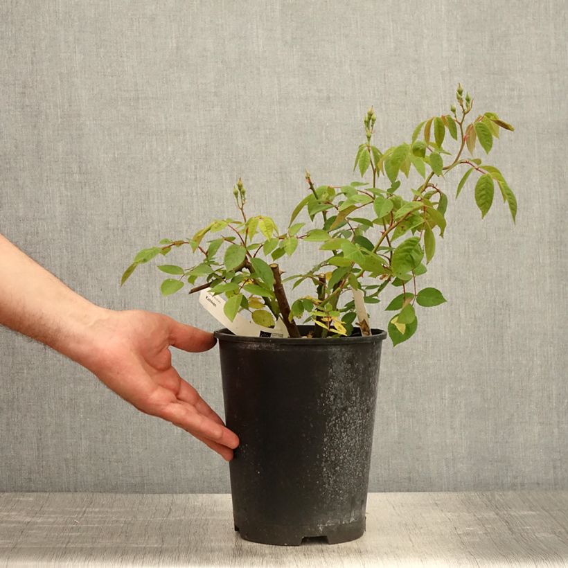 Example of Rosa moscata Kathleen Vaso da 4L/5L as you get in printemps