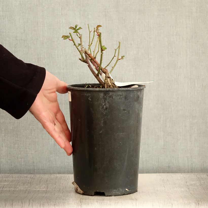 Rosier arbustif La Feuillerie Pot de 4L/5L esemplare consegnato in inverno