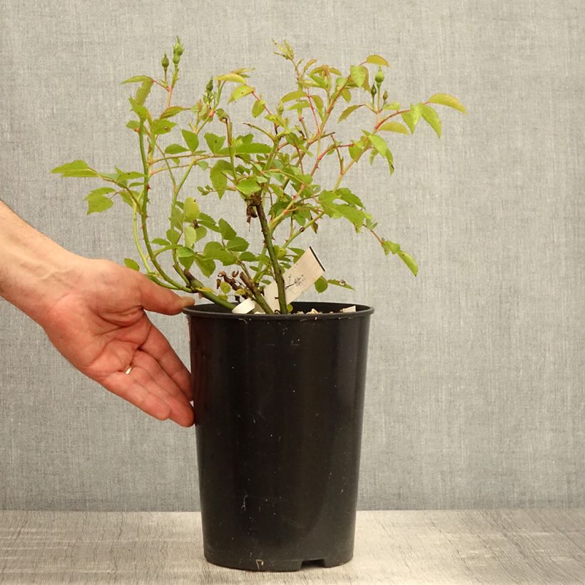 Example of Rosa moscata La feuillerie Vaso da 4L/5L as you get in printemps