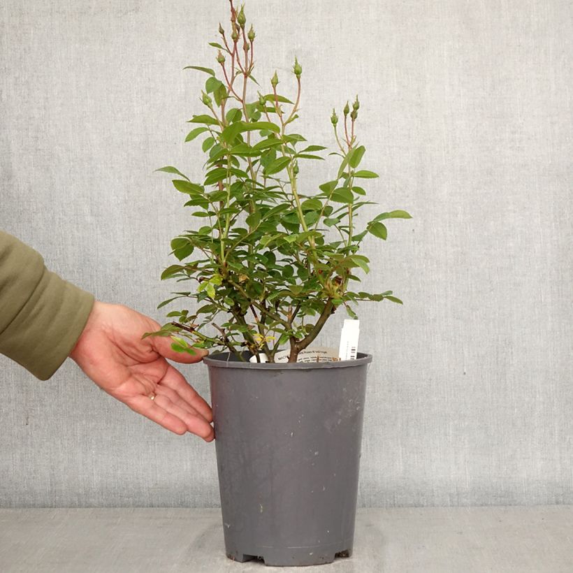 Rosa moscata Machera Vaso da 4L/5L esemplare consegnato in primavera