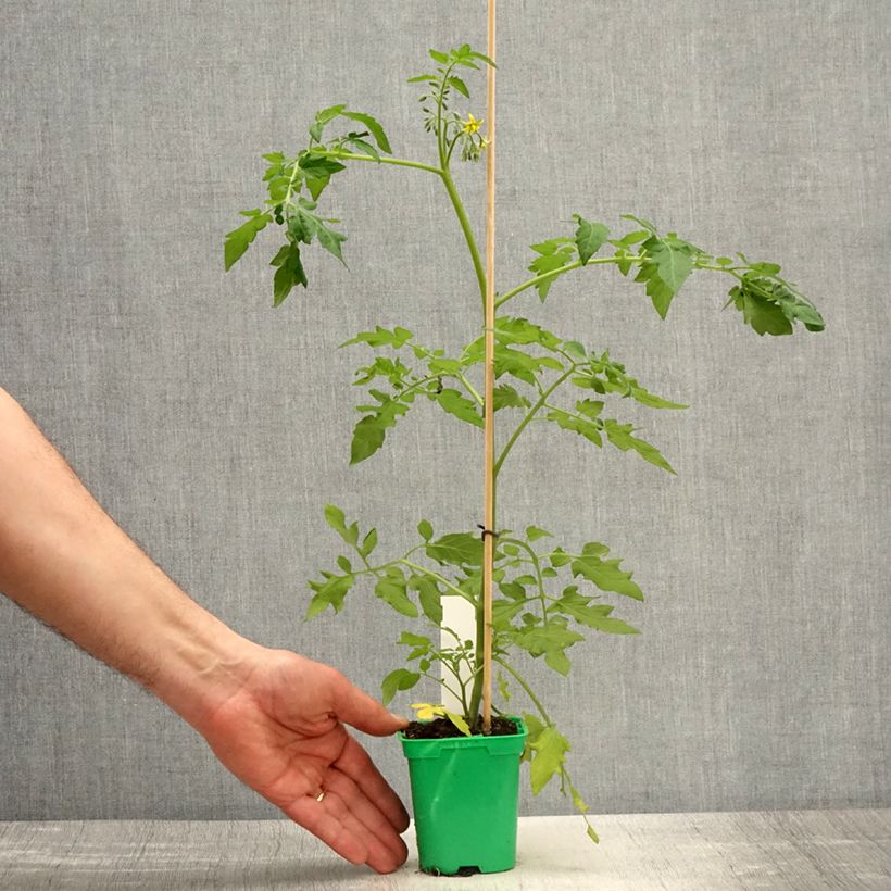 Example of Rosa moscata Magie d'orient Vaso da 4L/5L as you get in printemps