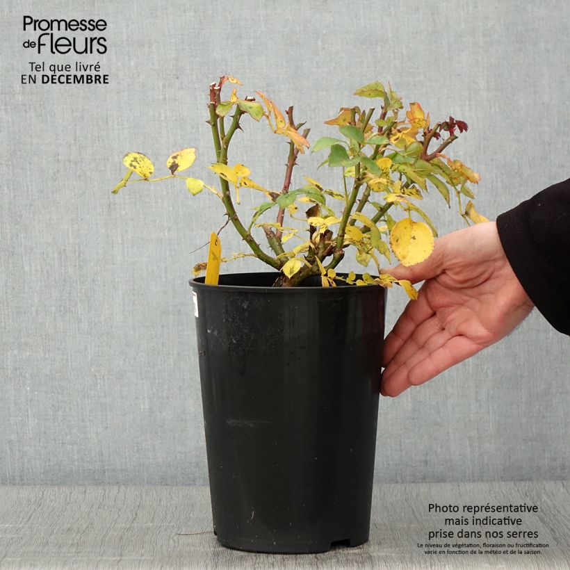 Esemplare di Rosa polyantha Mariatheresia Vaso da 4L/5L come consegnato in autunno