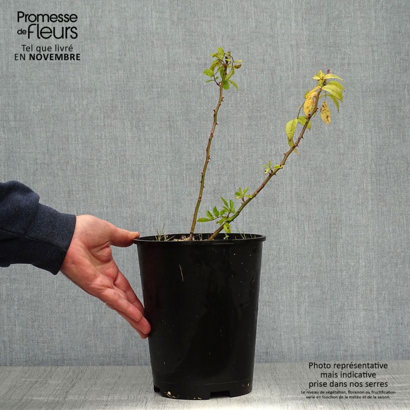 Esemplare di Rosier arbustif Matchball Pot de 4L/5L come consegnato in autunno
