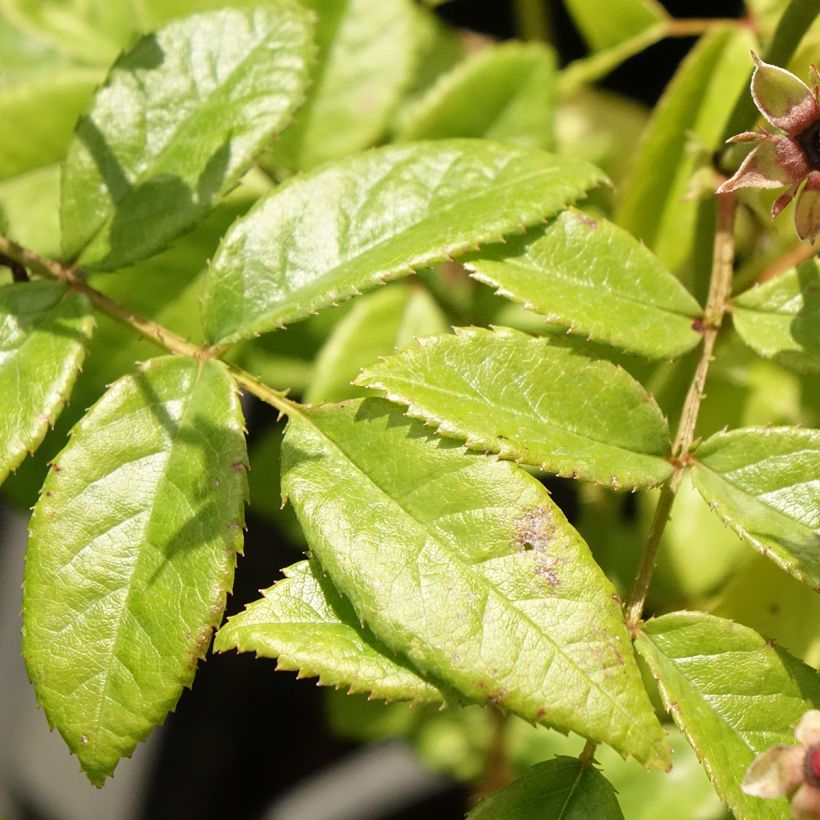 Rosa moscata Matchball (Fogliame)