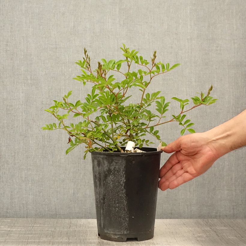 Example of Rosa moscata Millie Fleur Vaso da 4L/5L as you get in printemps