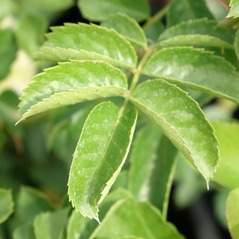 Rosa Nadia Meillandecor (Foliage)