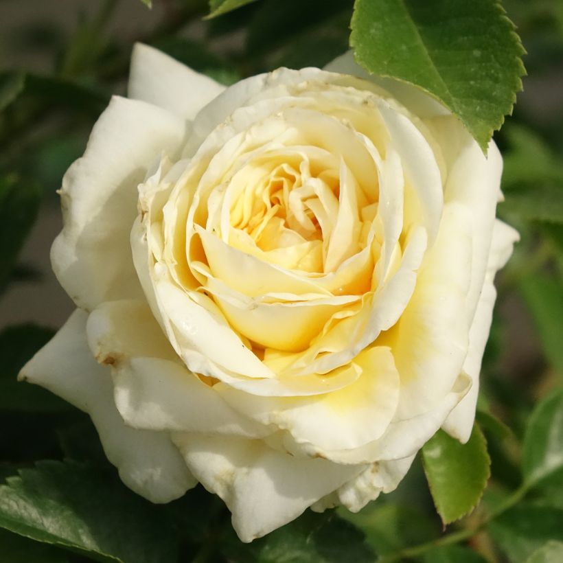 Rosa Nadia Meillandecor (Flowering)