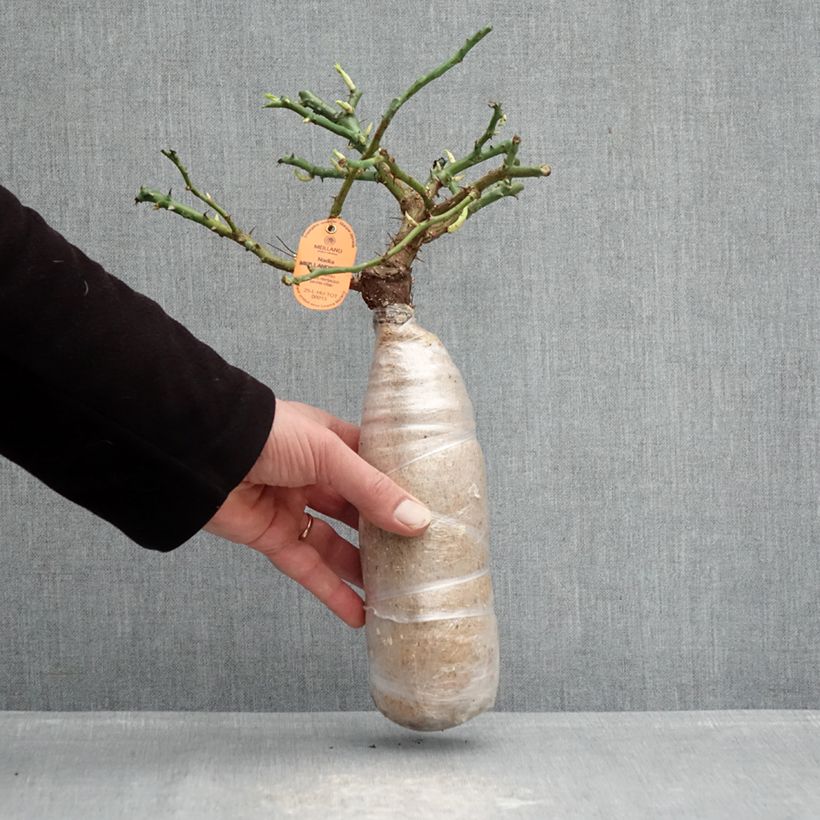 Example of Rosa Nadia Meillandecor Zolla a radice nuda as you get in hiver