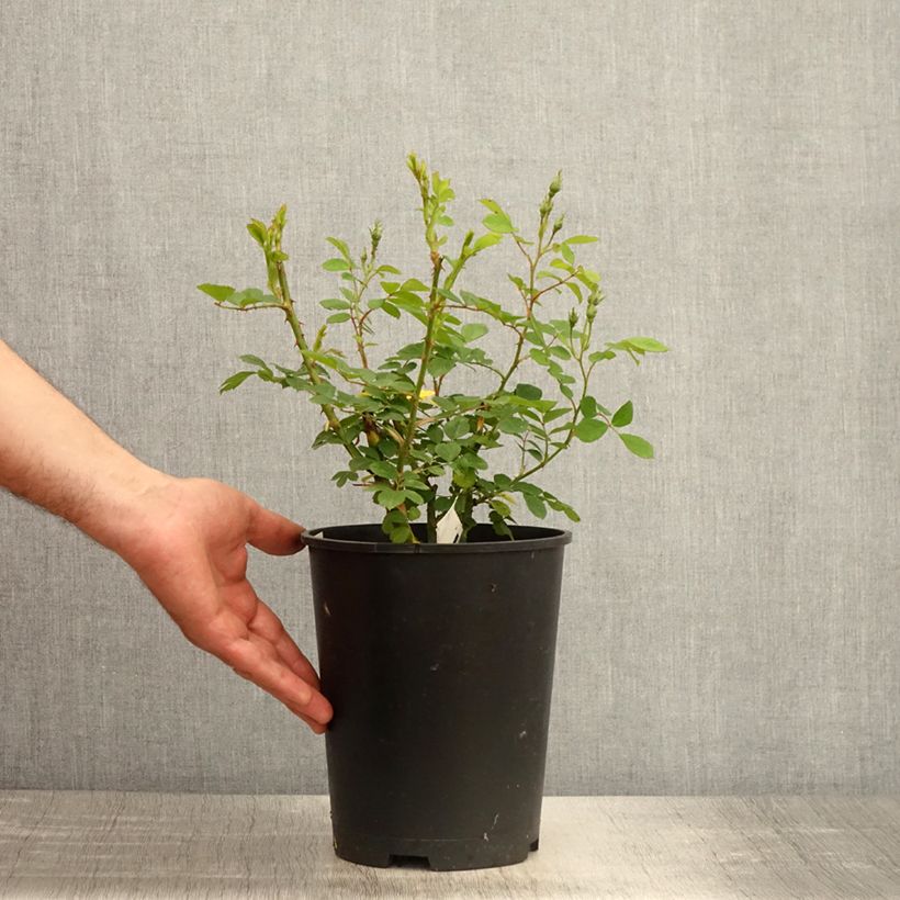 Example of Rosa moscata Omi Oswald Vaso da 4L/5L as you get in printemps