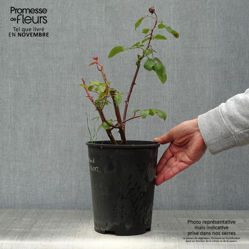 Esemplare di Rosier arbustif ou grimpant Grand Hotel Pot de 4L/5L come consegnato in autunno