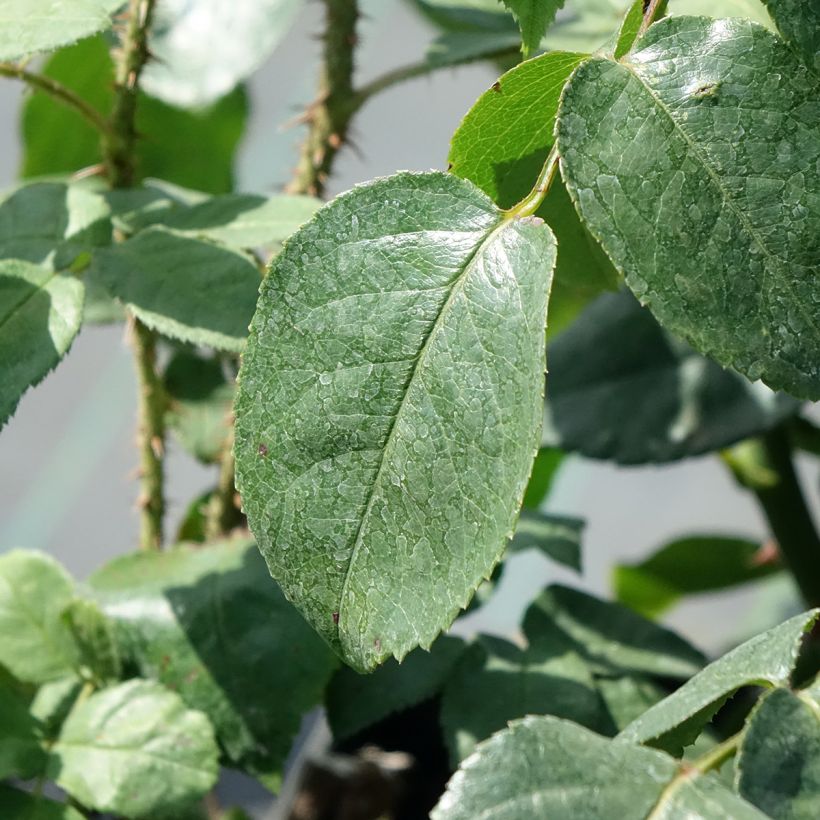 Rosa Grand Hotel (Fogliame)