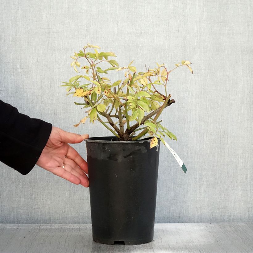 Esemplare di Rosier arbustif Petite de Terre Franche Pot de 4L/5L come consegnato in autunno