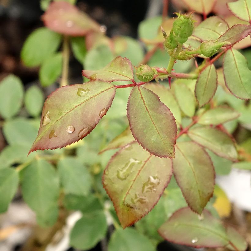 Rosa polyantha Pirouette (Foliage)