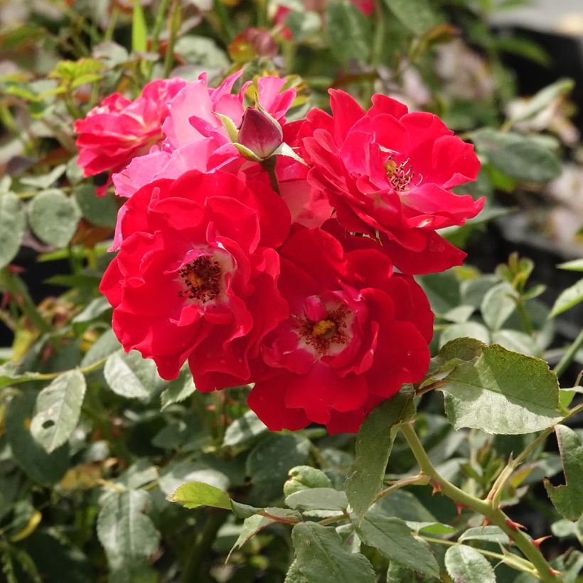 Rosa polyantha Pirouette (Fioritura)