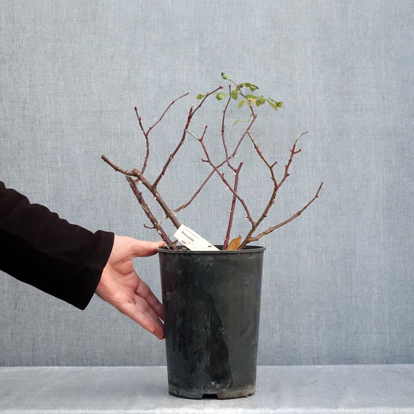 Esemplare di Rosa polyantha Pirouette Vaso da 4L/5L come consegnato in autunno
