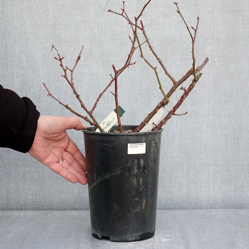 Example of Rosa polyantha Pirouette Vaso da 4L/5L as you get in hiver