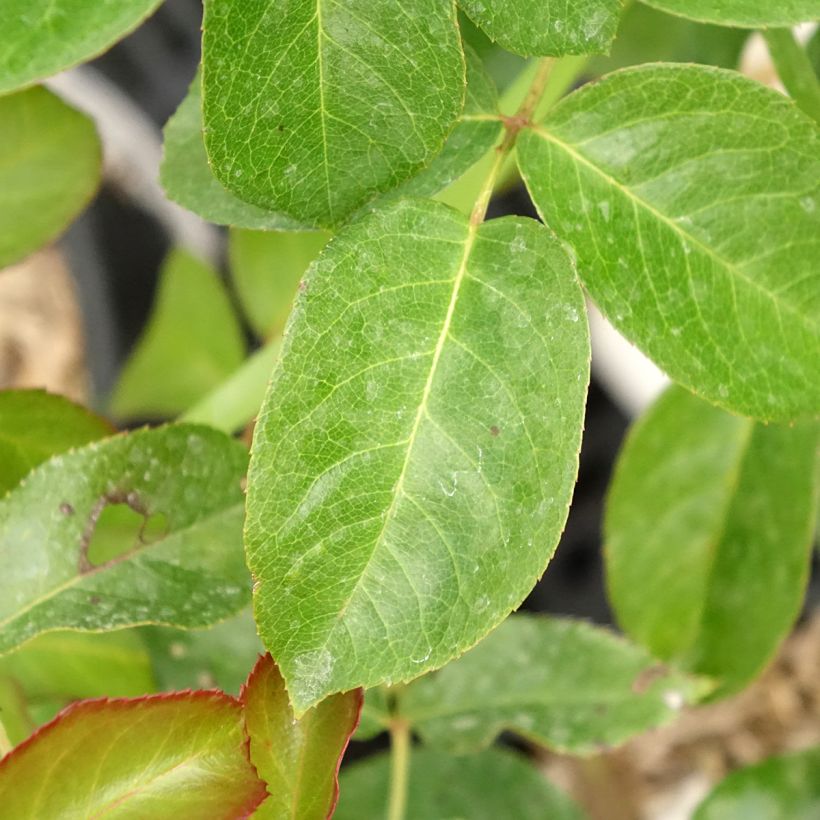 Rosa Prins Alexander (Foliage)
