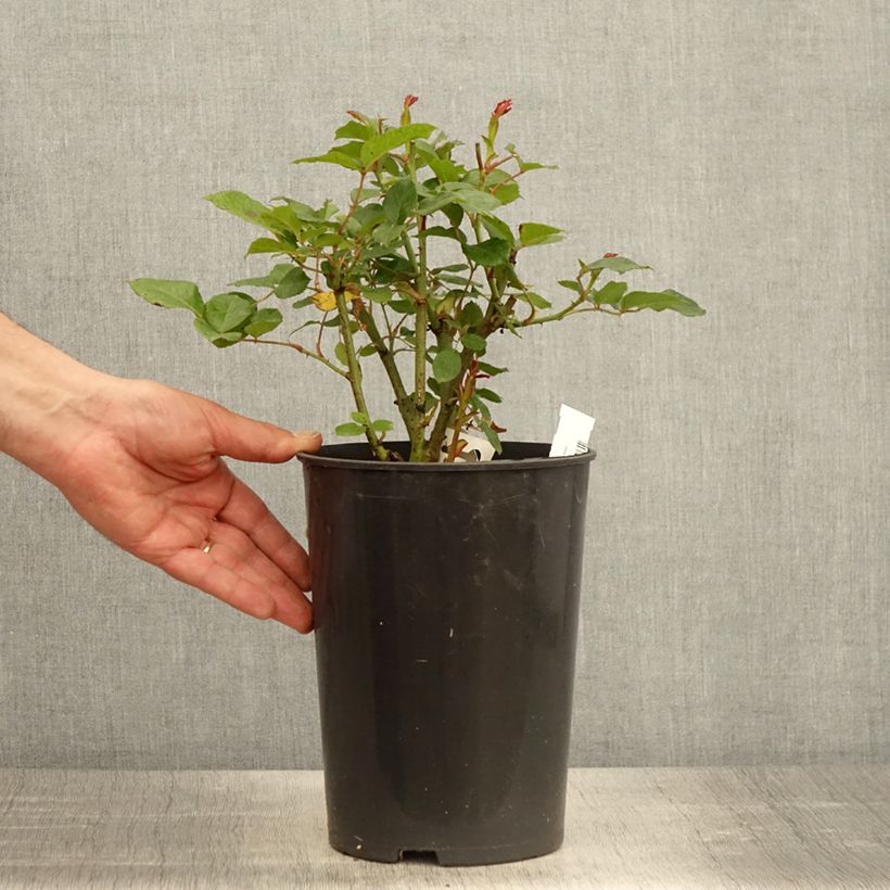 Example of Rosa Prins Alexander Vaso da 4L/5L as you get in printemps