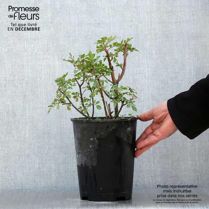 Esemplare di Rosier arbustif Puccini Pot de 4L/5L come consegnato in autunno