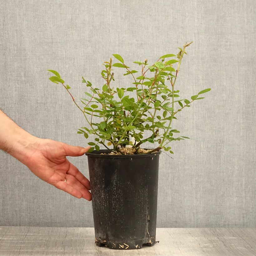 Example of Rosa moscata Queen of the Musks Vaso da 4L/5L as you get in printemps