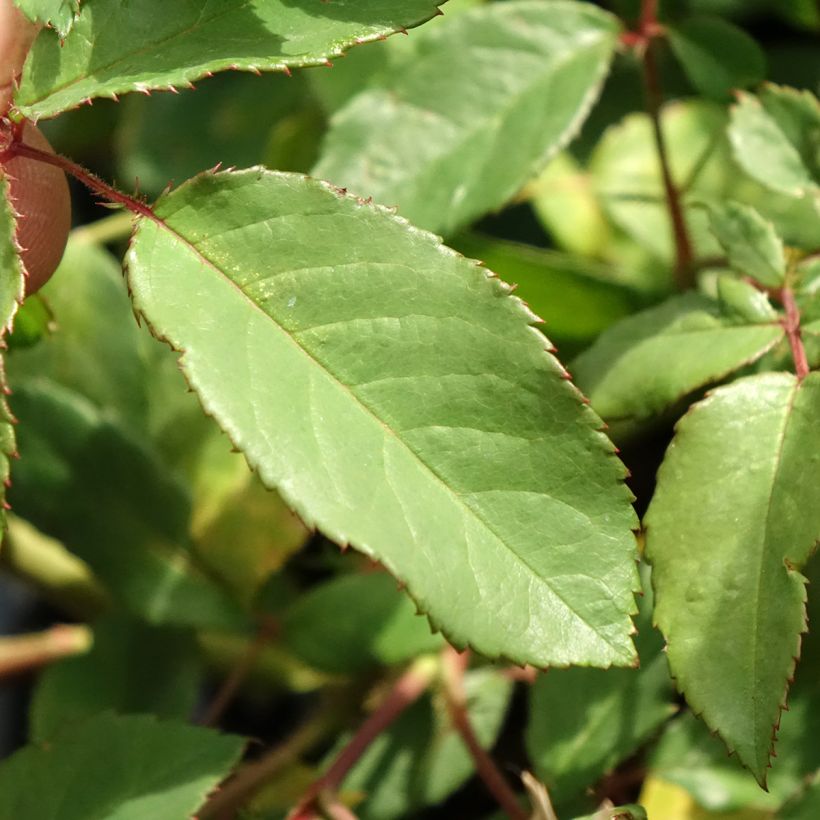 Rosa moscata Rosalita (Fogliame)