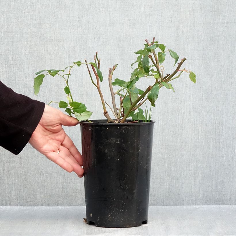 Esemplare di Rosa moscata Rosalita Vaso da 4L/5L come consegnato in autunno